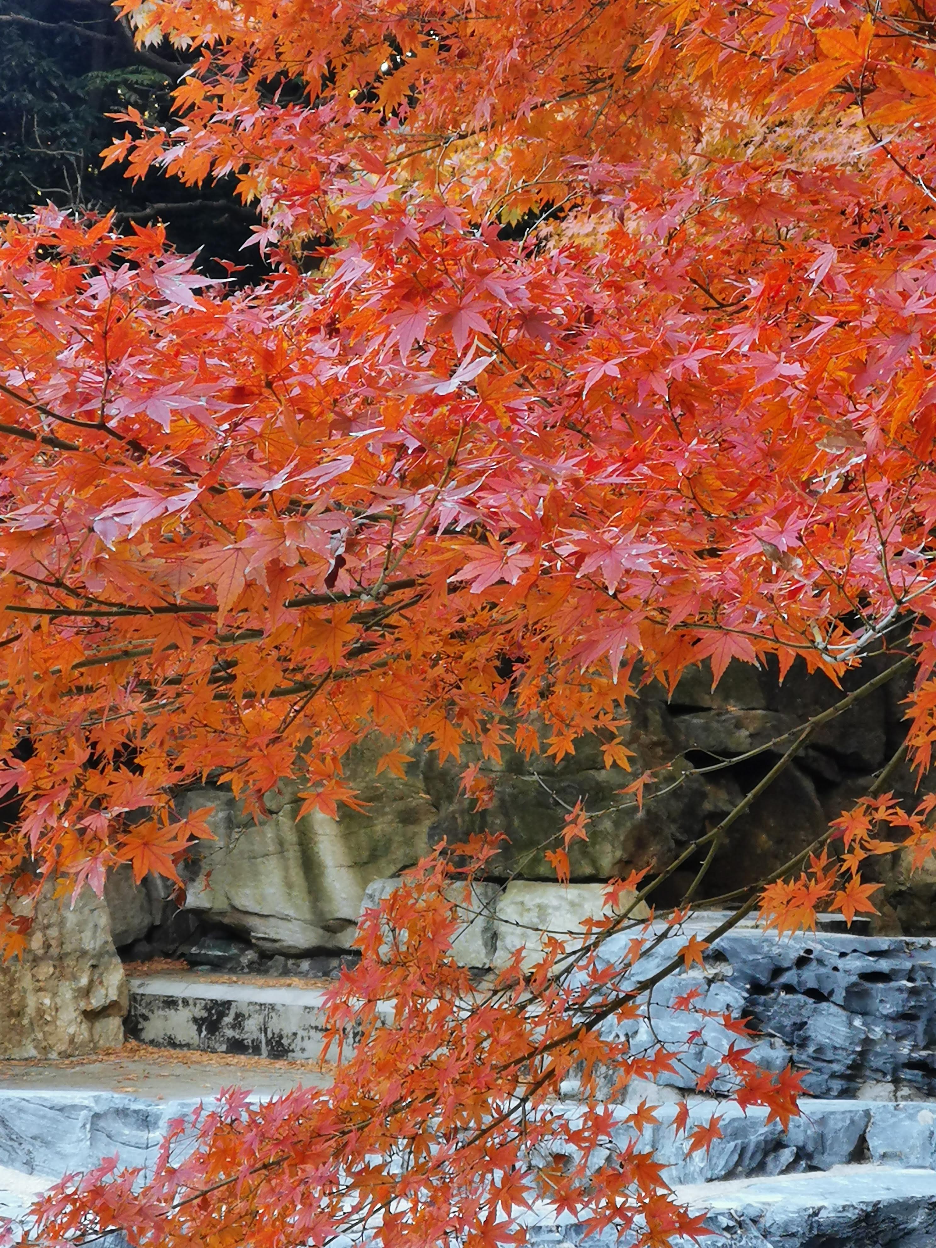 maple leaves tree image