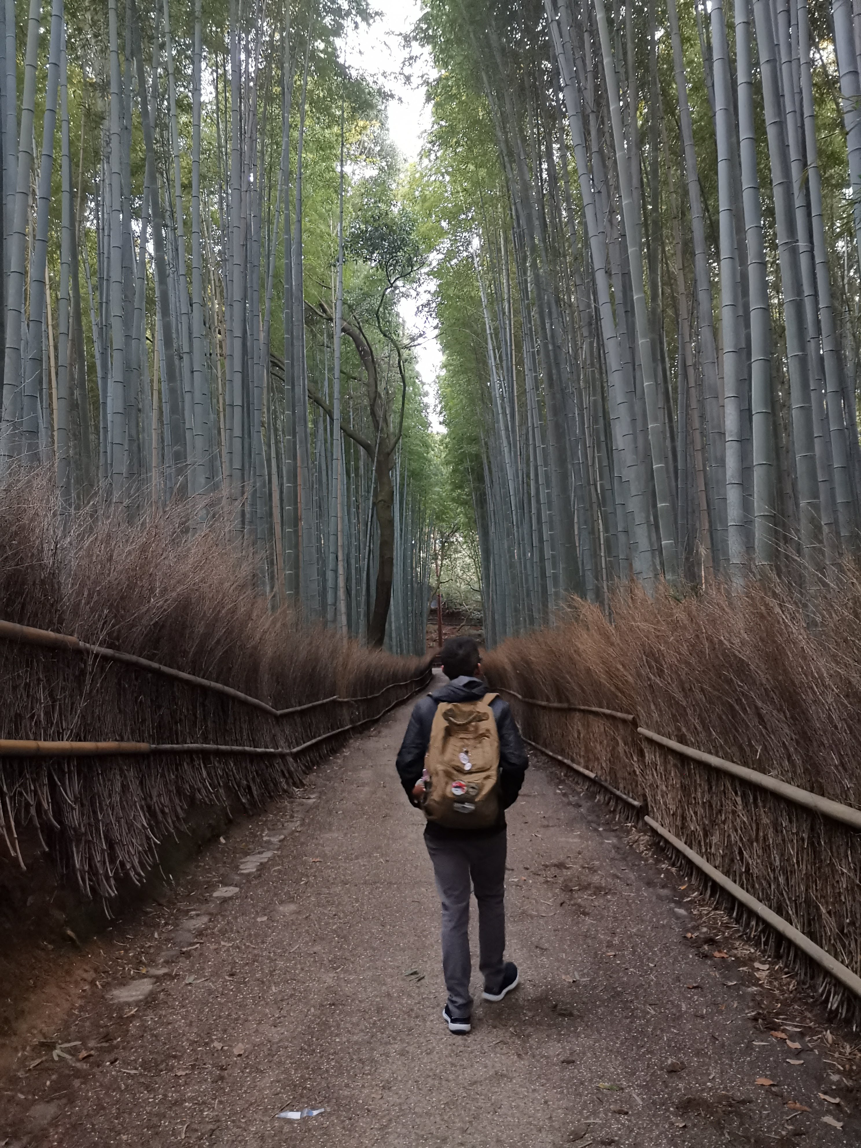 arashiyama bamboo park image