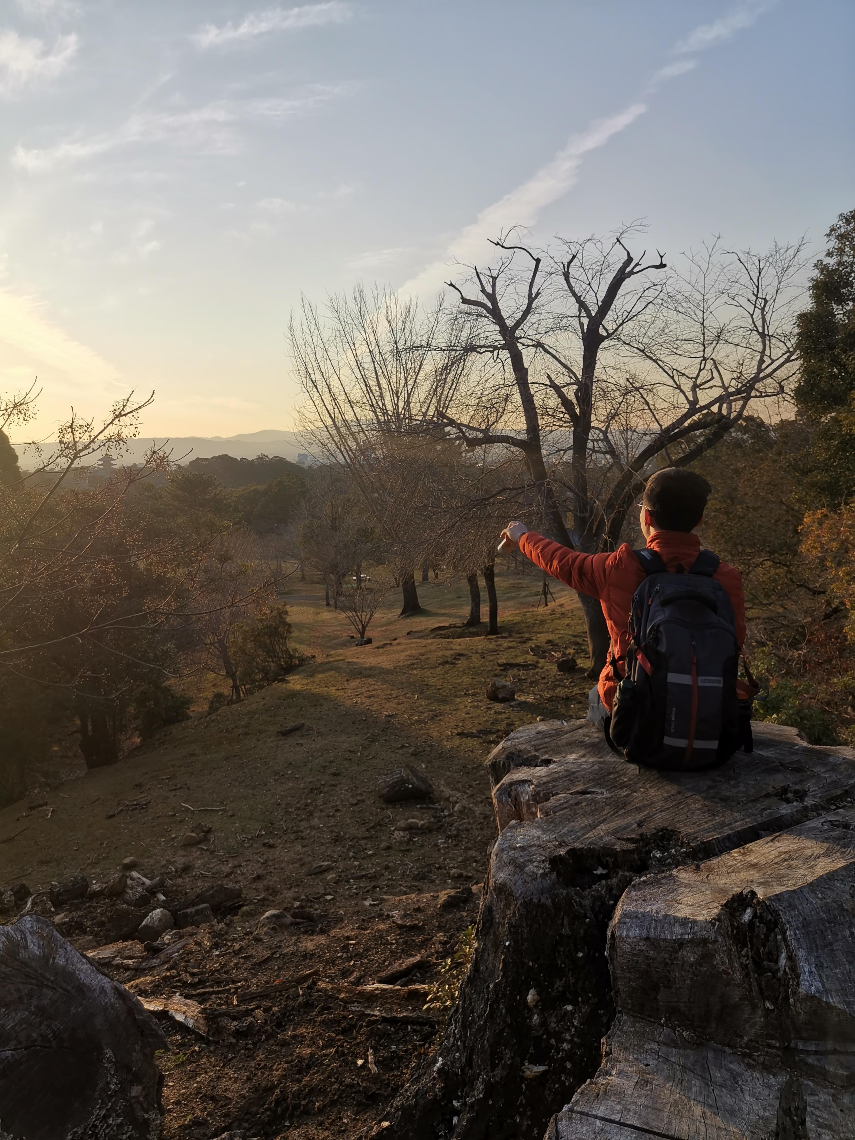 nara deer park image